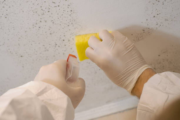 Best Forensic Mold Investigation  in Norton Center, MA