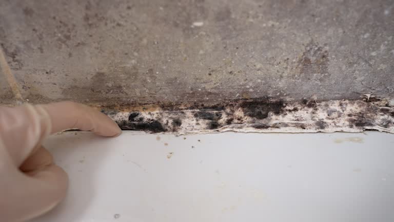 Best Attic Mold Removal  in Norton Center, MA