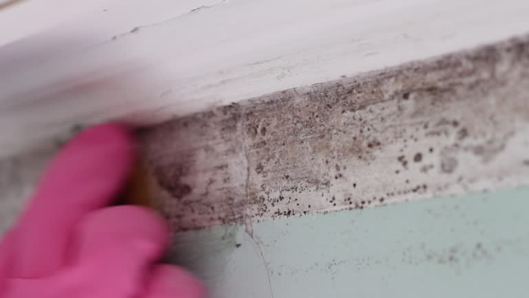 Best Black Mold Removal  in Norton Center, MA